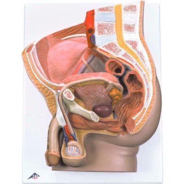 3B® Anatomical Model - Male Pelvis, 2-Part, Fabrication Enterprises, Mfr#: 985396